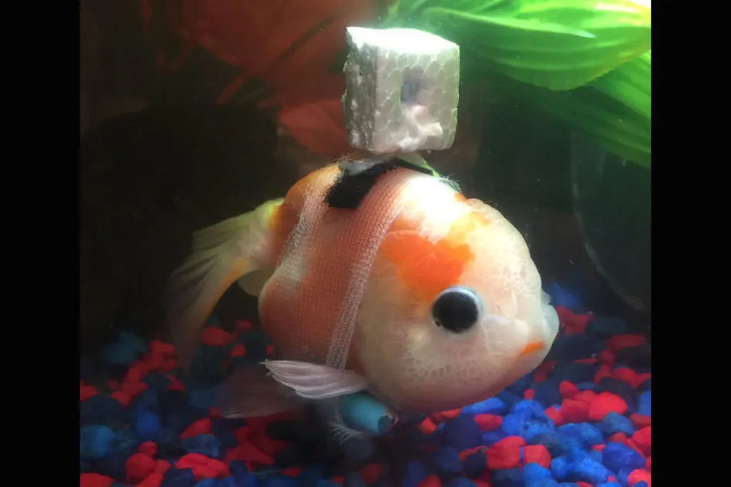 fish.jpeg