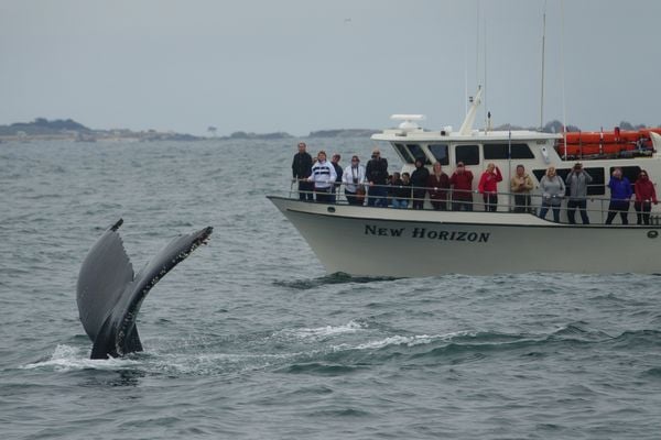 Whale watch enjoys a humpback fluke thumbnail
