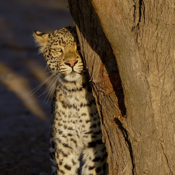 Leopard male Kij Kij thumbnail