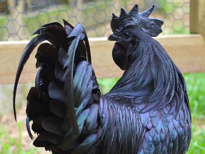 The only exceptions to the Ayam Cemani's black coloring are its cream-colored eggs and red blood