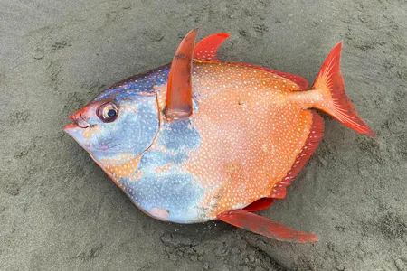 An opah or moonfish that washed up on Sunset Beach in northern Oregon on July 14.