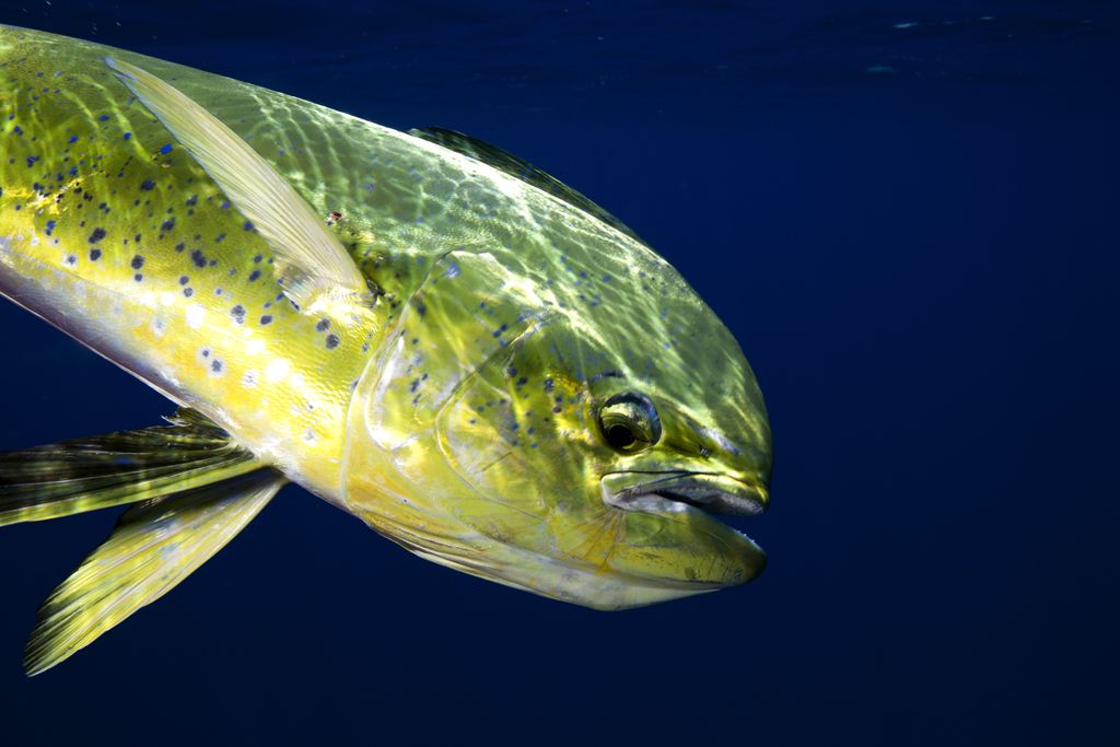 A female mahi-mahi