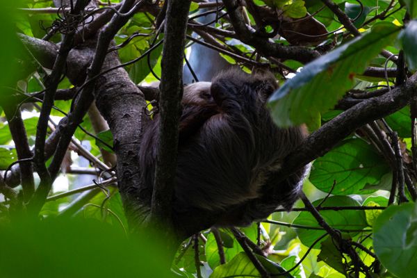 Cozy Sloth in his Natural Tree House thumbnail
