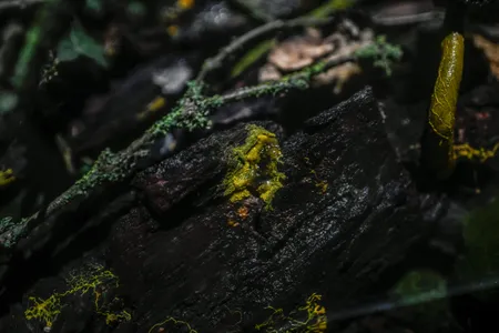 The 'blob' now lives in a terrarium where it loves warm temperatures and humidity. 