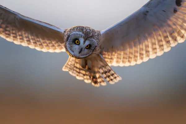 Short eared owl thumbnail