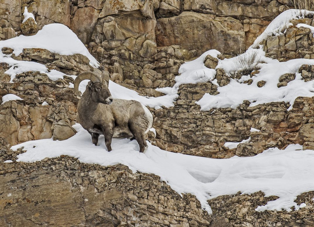 A male bighorn sheep with large curling horns on a red rocky slope