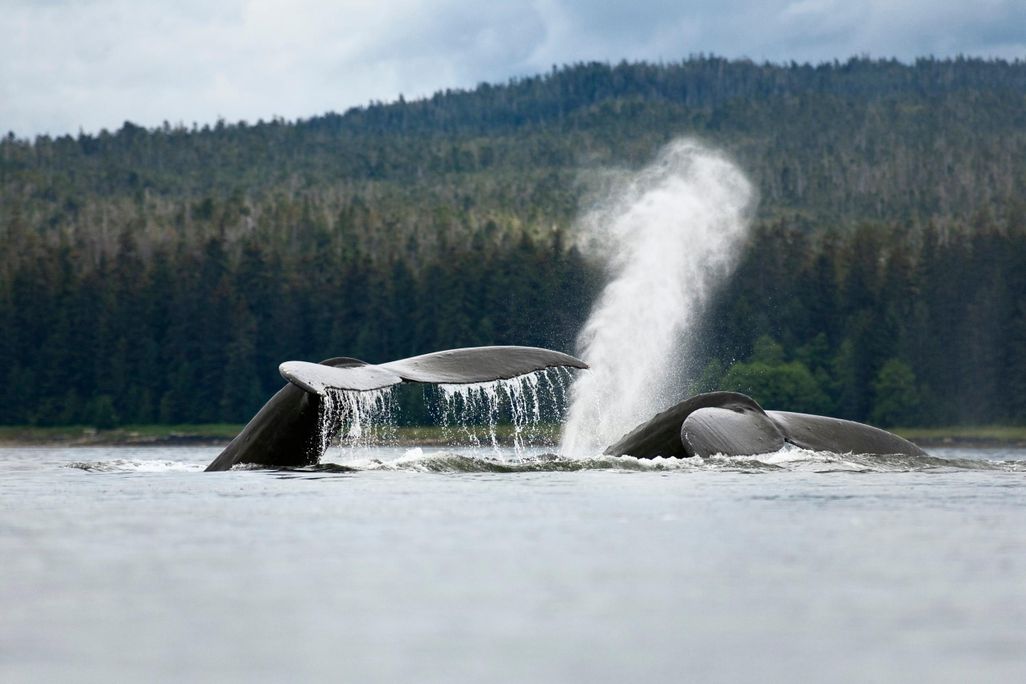 Whale Spout