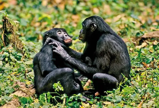 bonobos