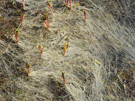 Snow Root (Corydalis conorhiza)