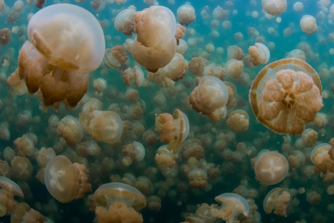 Golden Jellyfish, Jellyfish Lake, Palau