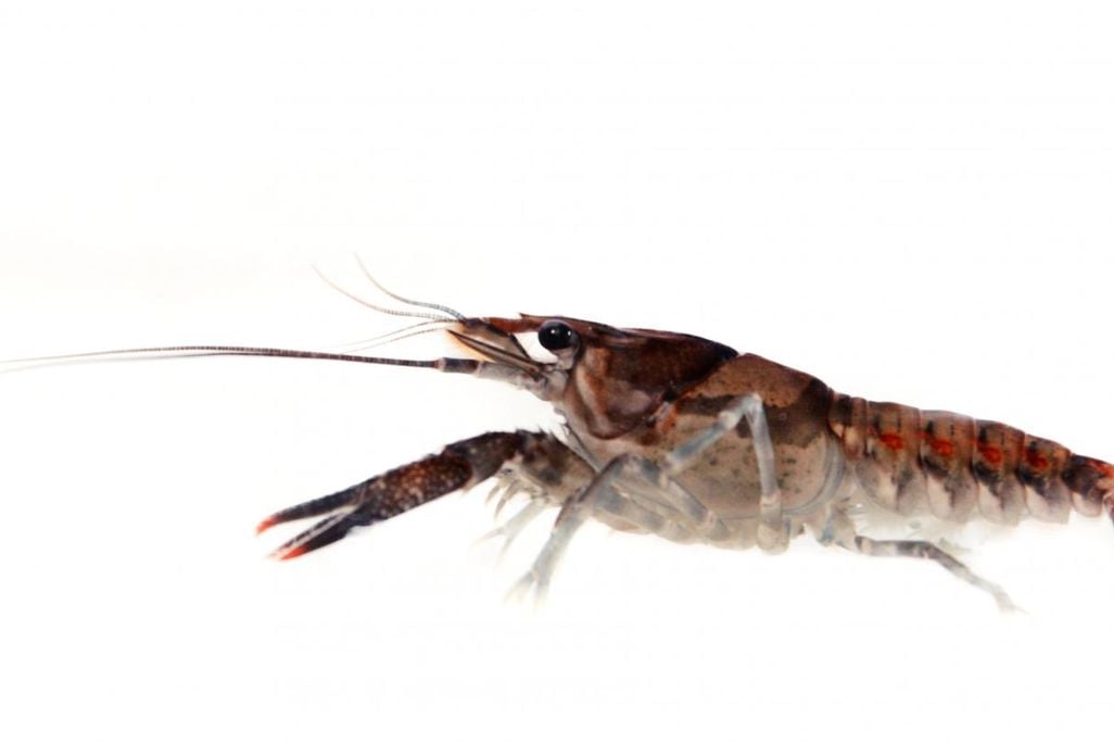 A close up of a crayfish against a white background