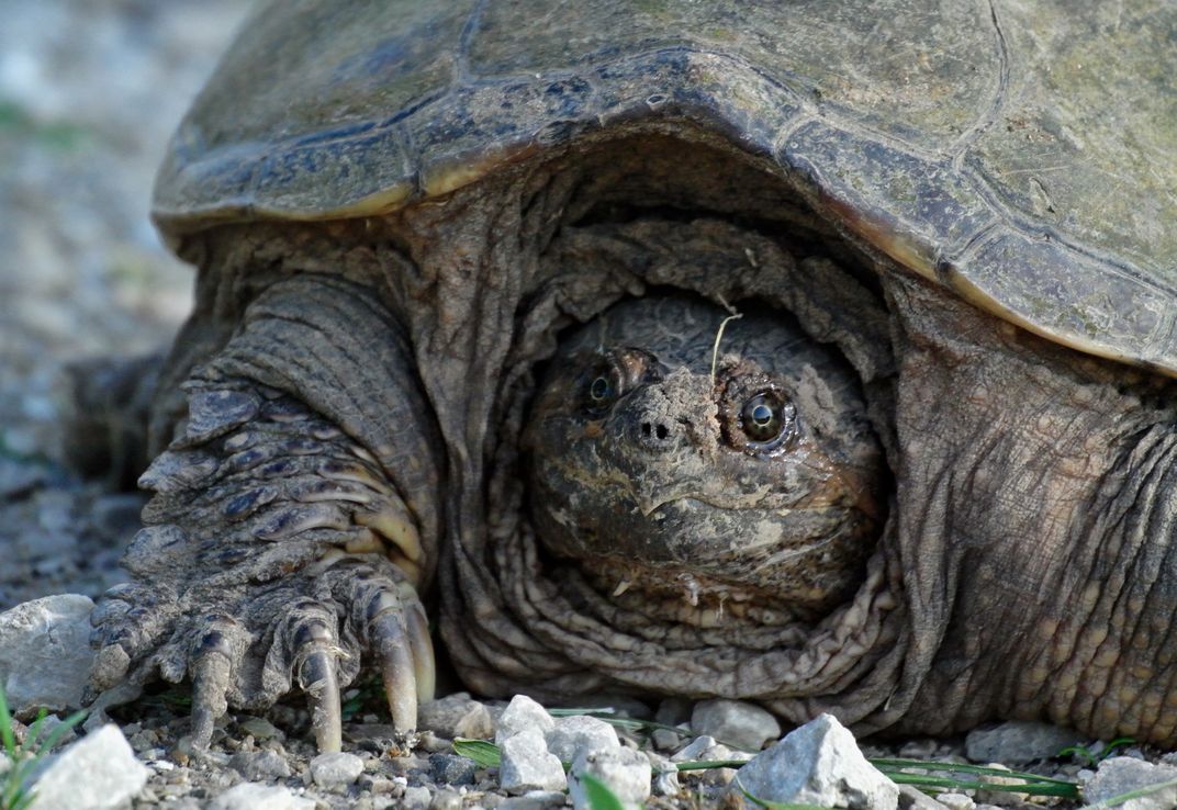 Chelydra serpentina, Snapping Turtle | Smithsonian Photo Contest ...