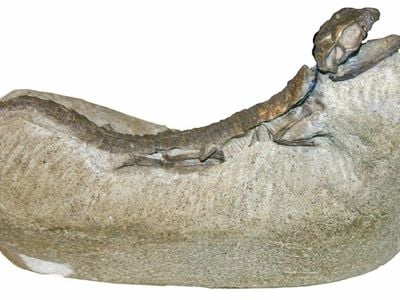 You'll never guess how researchers found this fossil of the petite terrestrial crocodile Hoplosuchus kayi.