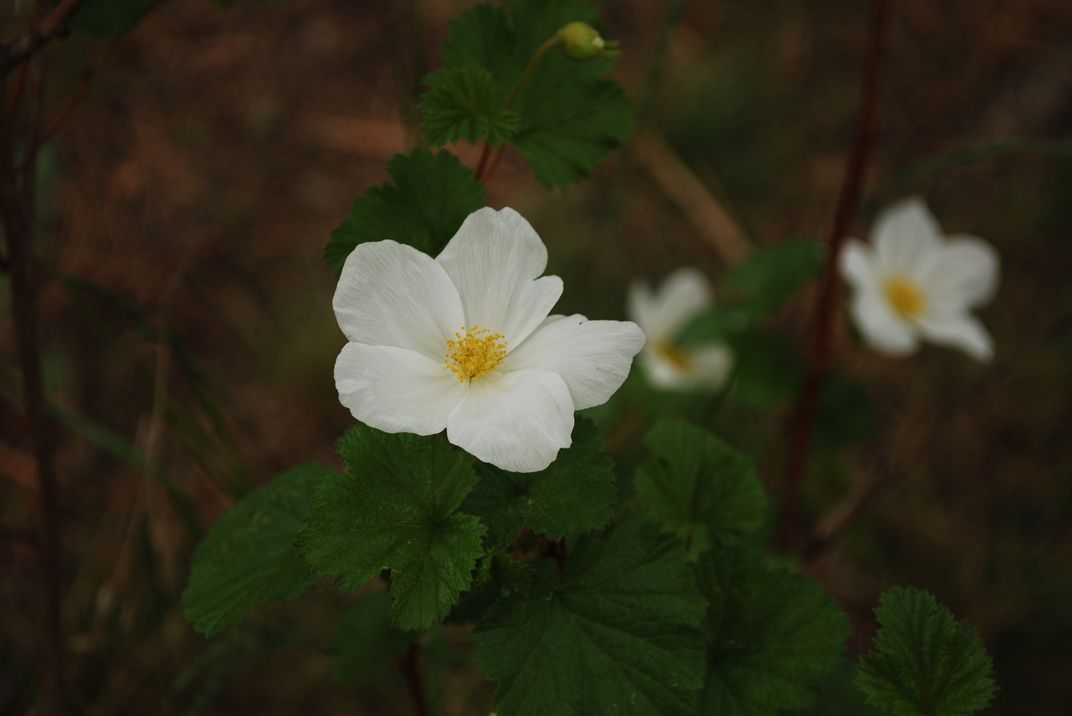 Wild roses in my grandparents' yard in Colorado. | Smithsonian Photo ...