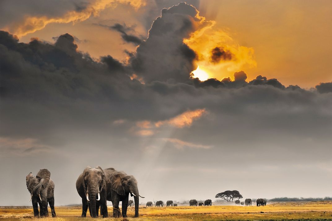 Elephants on the savanna