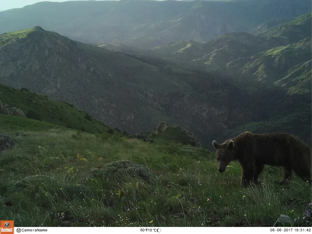 Syrian brown bear