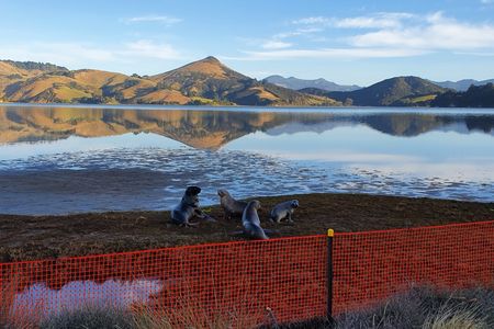 The New Zealand sea lion is listed as endangered, and conservationists are working to ensure their population continues to grow.&nbsp;