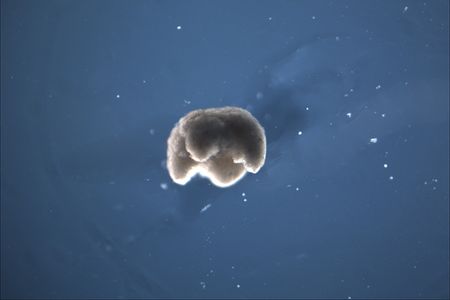 Using AI, supercomputers and a Frankenstein approach, scientists designed living robots from frogs&#39; stem cells.