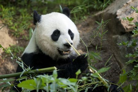 Since late July, Mei Xiang has been sleeping more, eating less, nest-building and body-licking—all signs that she is preparing for a newborn. 