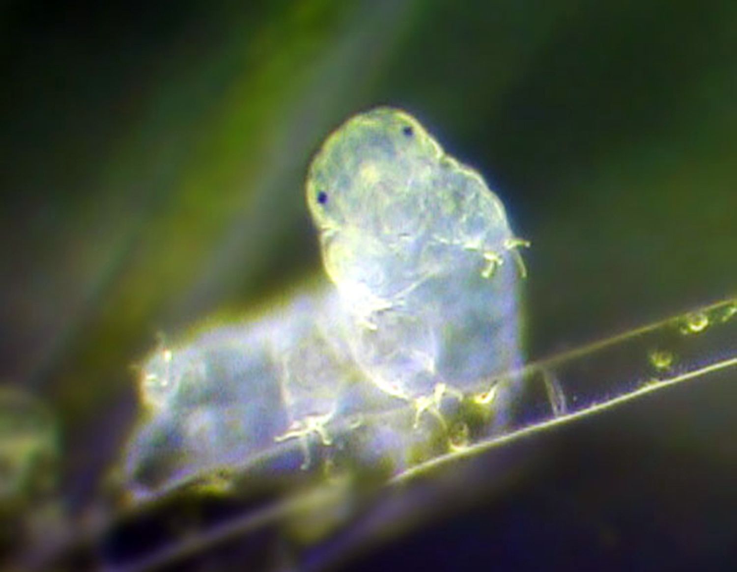 Water Bears Are the Master DNA Thieves of the Animal World | Science|  Smithsonian Magazine