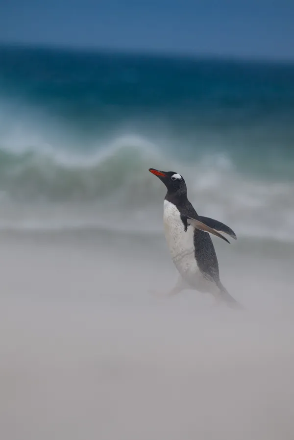 Penguin walking purposefully along the shore thumbnail