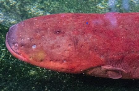 South American rivers are home to at least three different species of electric eels. One species, Electrophorus varii, named after the late Smithsonian ichthyologist Richard Vari, swims through murky, slow-flowing lowland waters. (D. Bastos)