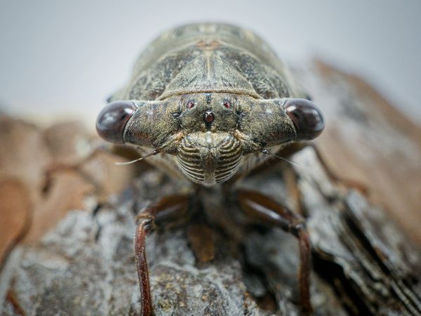 Cicada Stare thumbnail