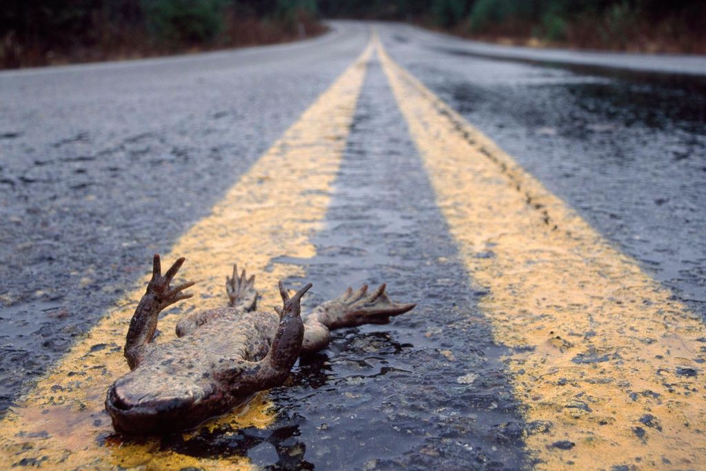 Roadkill frog