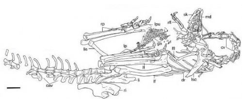 20110520083134limusaurus-skeleton.jpg