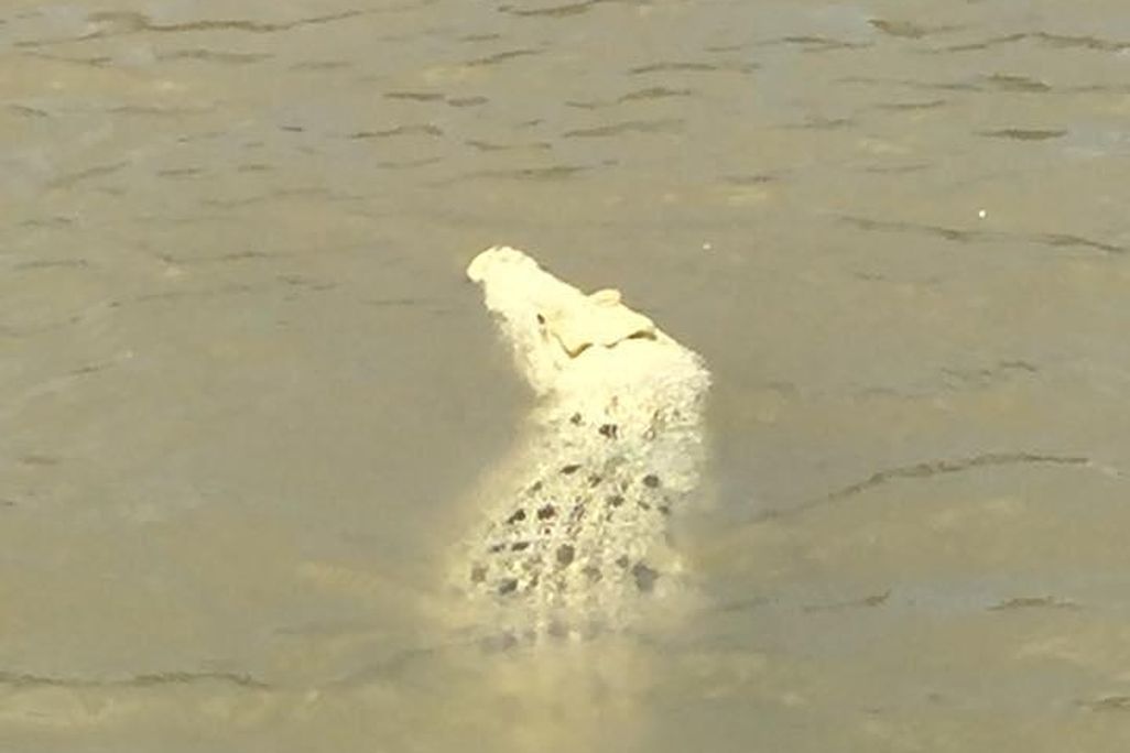 white croc2
