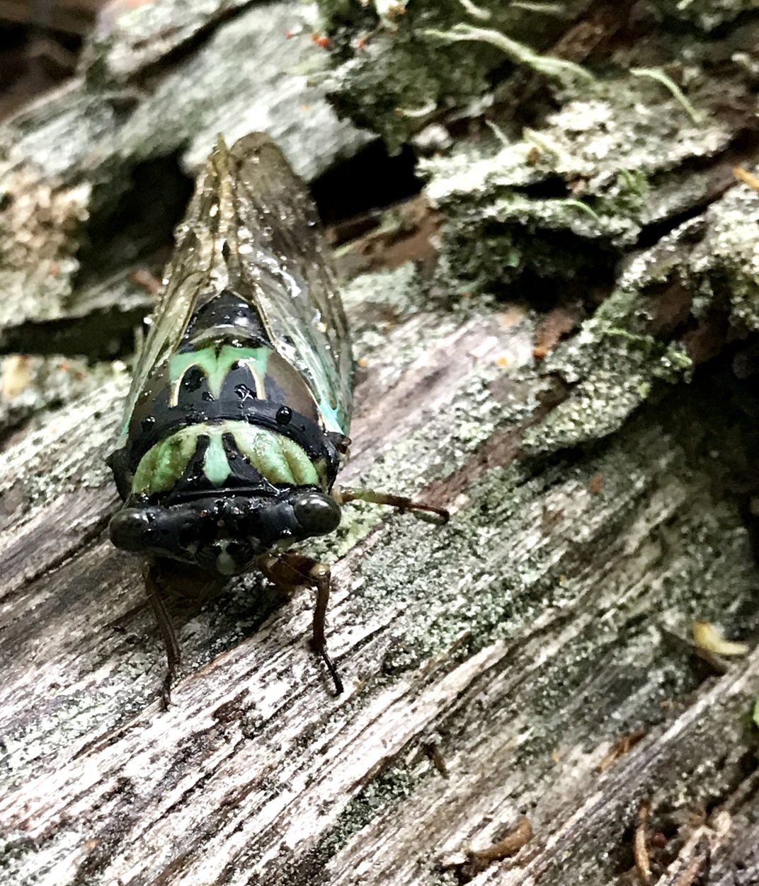 Cicadas are coming Smithsonian Photo Contest Smithsonian Magazine