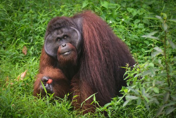 Orangutan Eating Rambutan thumbnail
