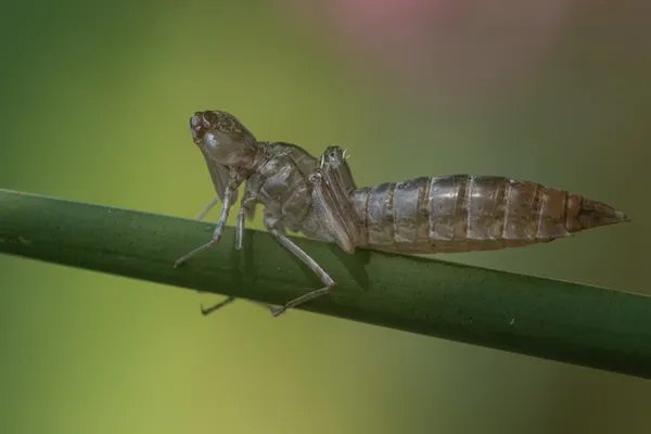 Dragon Fly Nymph Exuvia on a branch thumbnail