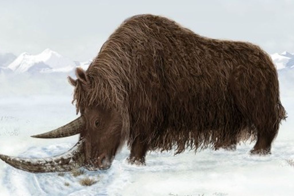 Woolly rhinos
