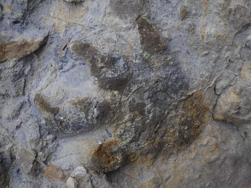 Trove of Well-Preserved Dinosaur Footprints Unearthed Along Sussex Coast