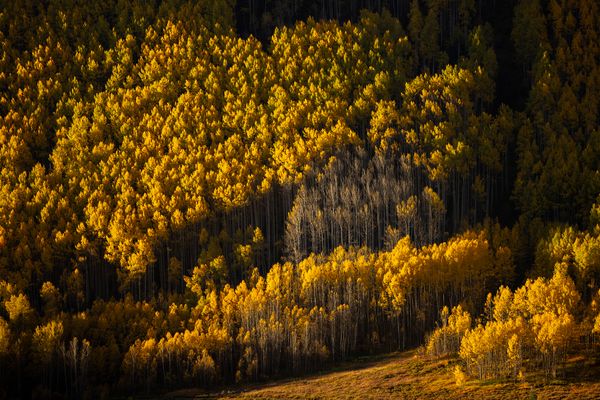 Aspens in Vail thumbnail