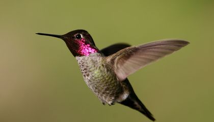 Scientists Moved Hummingbirds to High Elevations to See How Climate Change Might Affect Them