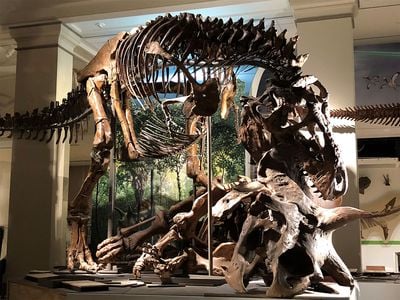 Tyrannosaurus rex was first discovered in 1900, and named in 1905. But not much was known about how it lived or died. (USNM 555000 and USNM 500000, Smithsonian)