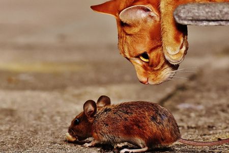 For decades, researchers have known that mice infected with the parasite Toxoplasma gondii lose their fear of cats. But there may be more to the story.