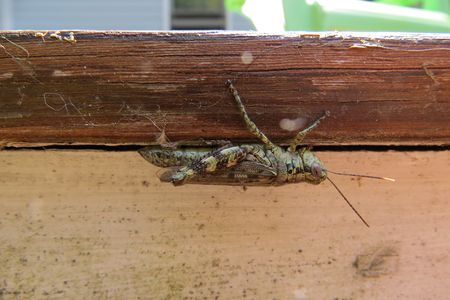 Even for grasshoppers, being upside-down can be a high (blood) pressure situation.