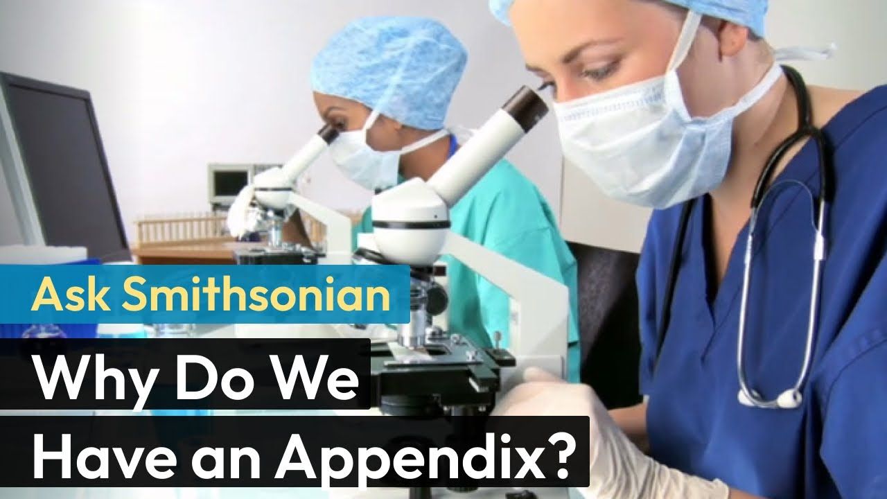 Preview thumbnail for Ask Smithsonian: Why Do We Have an Appendix?