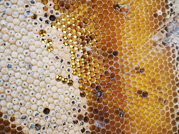 Bee hive thumbnail