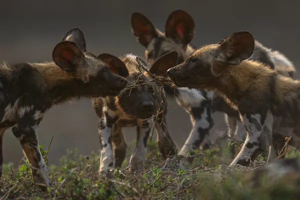 Puppy Tug-of-War thumbnail