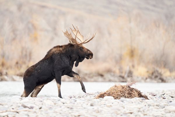 Moose in the Tetons thumbnail