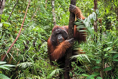 The only great ape unique to Asia, orangutans are increasingly rare, with fewer than 50,000 in Borneo. Here, a male named Doyok moves through a reserve.