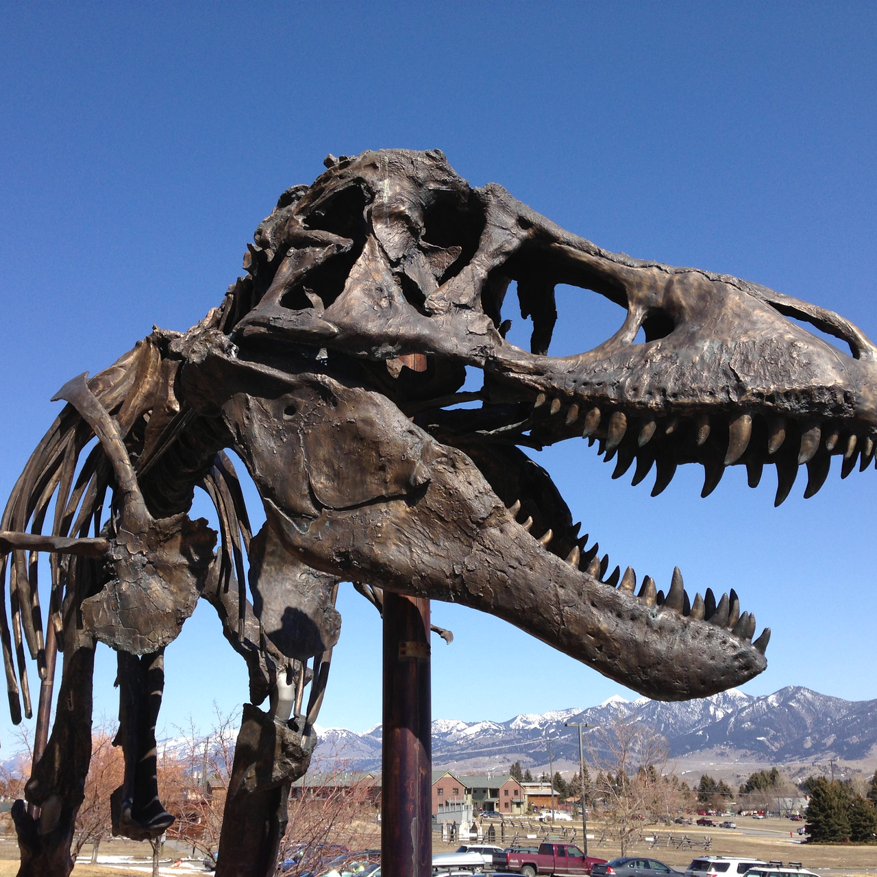 Real T Rex Photo