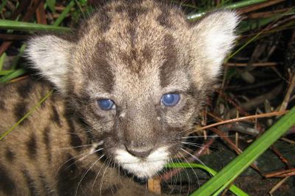 20110520102410pantherkitten.jpg