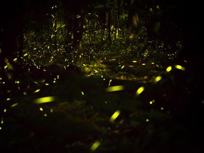 Photinus carolinus, or Synchronous Fireflies, are the only species in the U.S. that flash in coordinated bursts with one another.