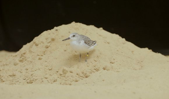 A sanderling, Aldrin, is one of the shorebirds being cared for by the Smithsonian's National Zoo's Bird House team.