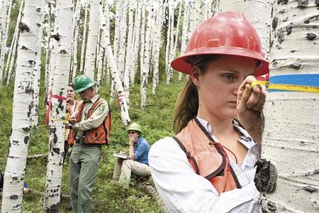 Angel Watkins and co-workers in Colorado blame many culprits in the decline of the Aspen.